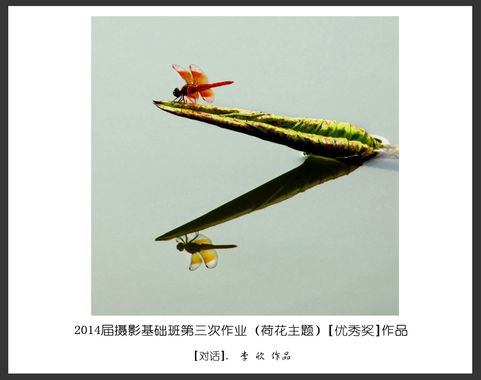 2014届摄影基础班第三次作业(荷花题材)获奖作品欣赏作品描述