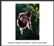 岑锡斌获中国摄影家杂志海南猴岛十杰摄影作品欣赏(10)_在线影展的作品