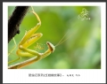 赵国炎“昆虫记系列之[螳螂故事]”微距摄影作品欣赏(10)_在线影展的作品