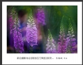 “春游百万葵园”摄影作品欣赏(40)_在线影展的作品