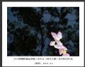 2014届摄影基础班第三次作业（荷花题材）获奖作品欣赏(10)_在线影展的作品