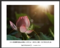 2014届摄影基础班第三次作业（荷花题材）获奖作品欣赏(12)_在线影展的作品