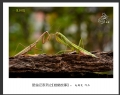 赵国炎“昆虫记系列之[螳螂故事]”微距摄影作品欣赏(7)_在线影展的作品