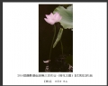 2014届摄影基础班第三次作业（荷花题材）获奖作品欣赏(13)_在线影展的作品