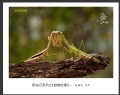 赵国炎“昆虫记系列之[螳螂故事]”微距摄影作品欣赏(6)_在线影展的作品