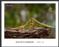 赵国炎“昆虫记系列之[螳螂故事]”微距摄影作品欣赏(5)_在线影展的作品