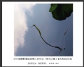 2014届摄影基础班第三次作业（荷花题材）获奖作品欣赏(15)_在线影展的作品