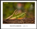 赵国炎“昆虫记系列之[螳螂故事]”微距摄影作品欣赏(4)_在线影展的作品