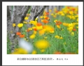 “春游百万葵园”摄影作品欣赏(46)_在线影展的作品