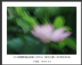 2014届摄影基础班第三次作业（荷花题材）获奖作品欣赏(16)_在线影展的作品
