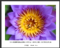 2014届摄影基础班第三次作业（荷花题材）获奖作品欣赏(18)_在线影展的作品