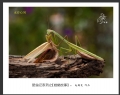 赵国炎“昆虫记系列之[螳螂故事]”微距摄影作品欣赏(1)_在线影展的作品