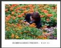 “春游百万葵园”摄影作品欣赏(34)_在线影展的作品