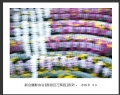 “春游百万葵园”摄影作品欣赏(58)_在线影展的作品