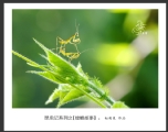 赵国炎“昆虫记系列之[螳螂故事]”微距摄影作品欣赏