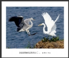 夏章烈“银湖湾候鸟”系列摄影作品欣赏