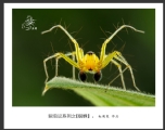 赵国炎“昆虫记”微距摄影作品欣赏
