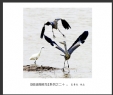 夏章烈“银湖湾候鸟”系列摄影作品欣赏(3)_在线影展的作品