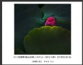 2014届摄影基础班第三次作业（荷花题材）获奖作品欣赏(20)_在线影展的作品