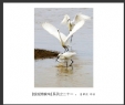 夏章烈“银湖湾候鸟”系列摄影作品欣赏(2)_在线影展的作品