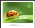 赵国炎“昆虫记”微距摄影作品欣赏(22)_在线影展的作品