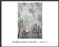 “春游百万葵园”摄影作品欣赏(37)_在线影展的作品
