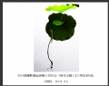 2014届摄影基础班第三次作业（荷花题材）获奖作品欣赏(24)_在线影展的作品