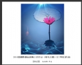 2014届摄影基础班第三次作业（荷花题材）获奖作品欣赏(25)_在线影展的作品