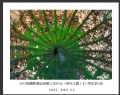 2014届摄影基础班第三次作业（荷花题材）获奖作品欣赏(26)_在线影展的作品