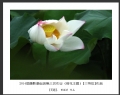 2014届摄影基础班第三次作业（荷花题材）获奖作品欣赏(27)_在线影展的作品