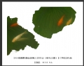 2014届摄影基础班第三次作业（荷花题材）获奖作品欣赏(28)_在线影展的作品