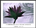 2014届摄影基础班第三次作业（荷花题材）获奖作品欣赏(2)_在线影展的作品
