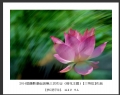 2014届摄影基础班第三次作业（荷花题材）获奖作品欣赏(30)_在线影展的作品