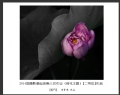 2014届摄影基础班第三次作业（荷花题材）获奖作品欣赏(33)_在线影展的作品