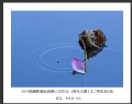 2014届摄影基础班第三次作业（荷花题材）获奖作品欣赏(34)_在线影展的作品
