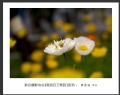 “春游百万葵园”摄影作品欣赏(30)_在线影展的作品