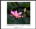 2014届摄影基础班第三次作业（荷花题材）获奖作品欣赏(36)_在线影展的作品