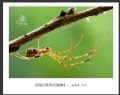 赵国炎“昆虫记”微距摄影作品欣赏(38)_在线影展的作品