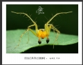 赵国炎“昆虫记”微距摄影作品欣赏(39)_在线影展的作品
