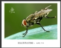 赵国炎“昆虫记”微距摄影作品欣赏(3)_在线影展的作品