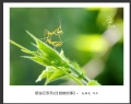 赵国炎“昆虫记系列之[螳螂故事]”微距摄影作品欣赏(18)_在线影展的作品