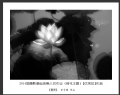 2014届摄影基础班第三次作业（荷花题材）获奖作品欣赏(3)_在线影展的作品