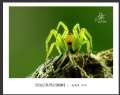 赵国炎“昆虫记”微距摄影作品欣赏(40)_在线影展的作品