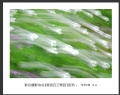 “春游百万葵园”摄影作品欣赏(64)_在线影展的作品