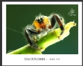 赵国炎“昆虫记”微距摄影作品欣赏(41)_在线影展的作品