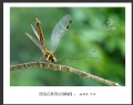 赵国炎“昆虫记”微距摄影作品欣赏(42)_在线影展的作品