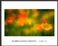 “春游百万葵园”摄影作品欣赏(49)_在线影展的作品