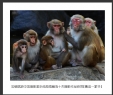 岑锡斌获中国摄影家杂志海南猴岛十杰摄影作品欣赏(4)_在线影展的作品