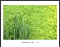 林惠兰 作品(4)_林惠兰的作品