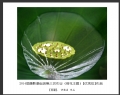 2014届摄影基础班第三次作业（荷花题材）获奖作品欣赏(4)_在线影展的作品